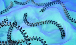 Leptospira interrogans complex